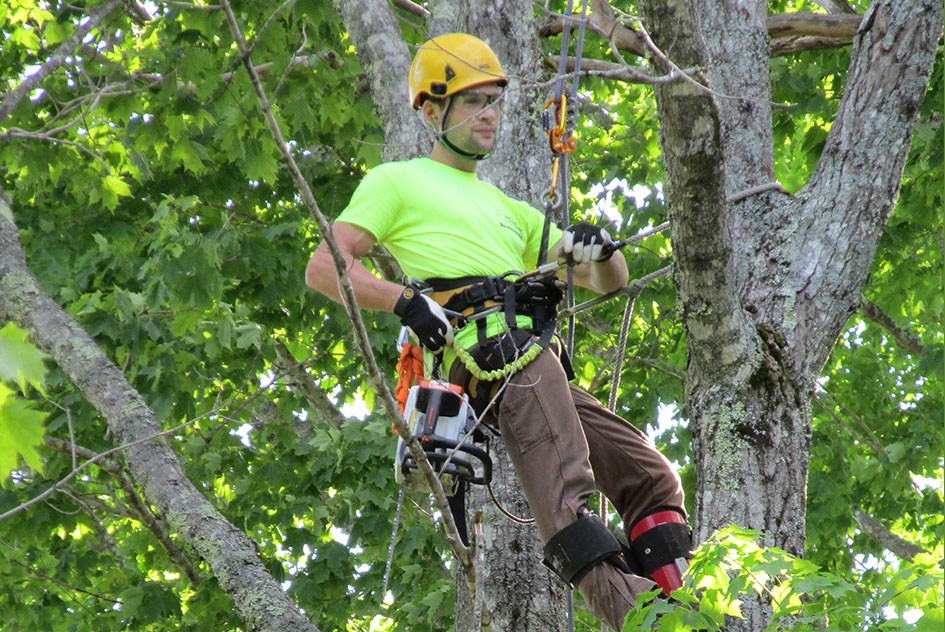 Cutting a Tree