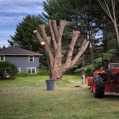 Brewer Silver Maple